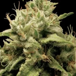 Paradise Seeds - Opium