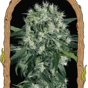 Exotic Seeds - Pink Hokkaido