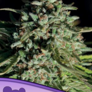 Anesia seeds - Pure Durban, Landraces