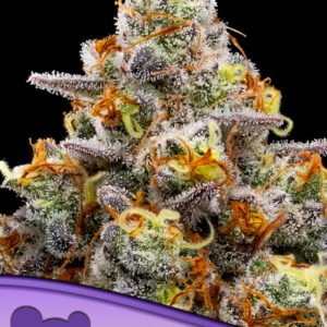 Anesia seeds - Purple Boost Highness