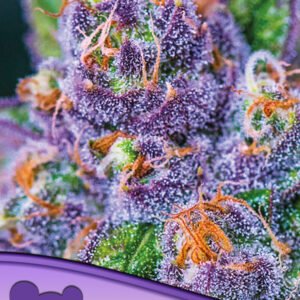 Anesia seeds - Purple Domina Auto