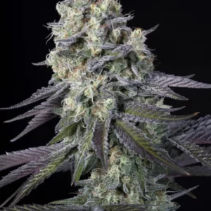 Paradise Seeds - Purple Mints