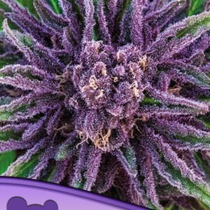 Anesia seeds - Purple Thai, Landraces