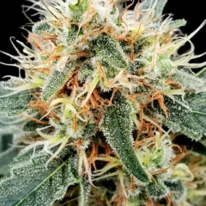Paradise Seeds - Stromboli