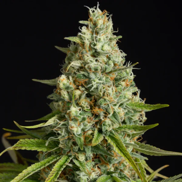 Silent Seeds - Amnesia Lemon