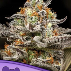 Anesia seeds - Sleepy Joe®