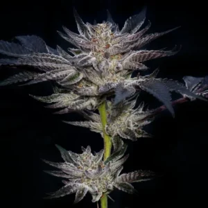 Paradise Seeds - Slipstream