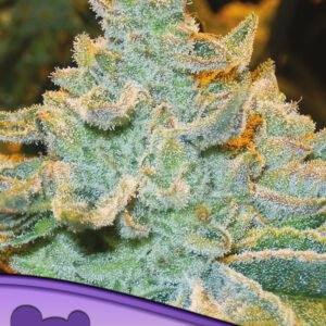 Anesia seeds - Slurricane