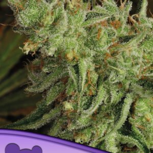 Anesia seeds - Sour Apple