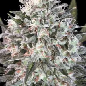 Paradise Seeds - Space Cookies