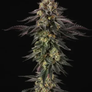 Paradise Seeds - Sunset Paradise