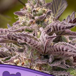 Anesia seeds - Tahiti Vibez Auto