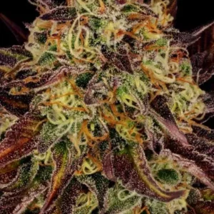 Paradise Seeds - Tangerine Sorbet