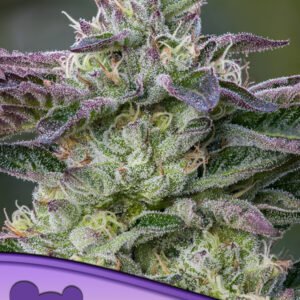 Anesia seeds - The Sin