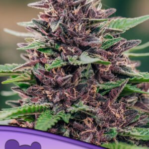Anesia seeds - Toffee Pudding Auto