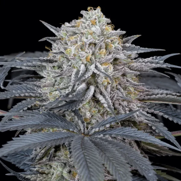 Silent Seeds - Watermelon Runtz