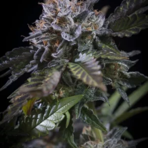Paradise Seeds - White Noise