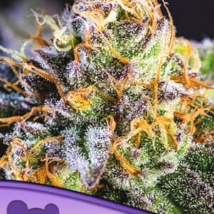Anesia seeds - Yuhbary