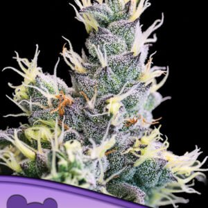 Anesia seeds - Yuhbary Auto