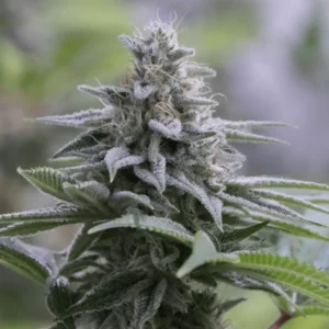 Silent Seeds - Zkittlez 2.0