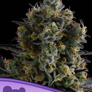 Anesia seeds - Zoomiez