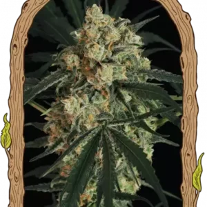 Exotic Seeds - A.A.A