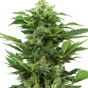 Sensi Seeds Research - Afghan Pearl CBD Automatic