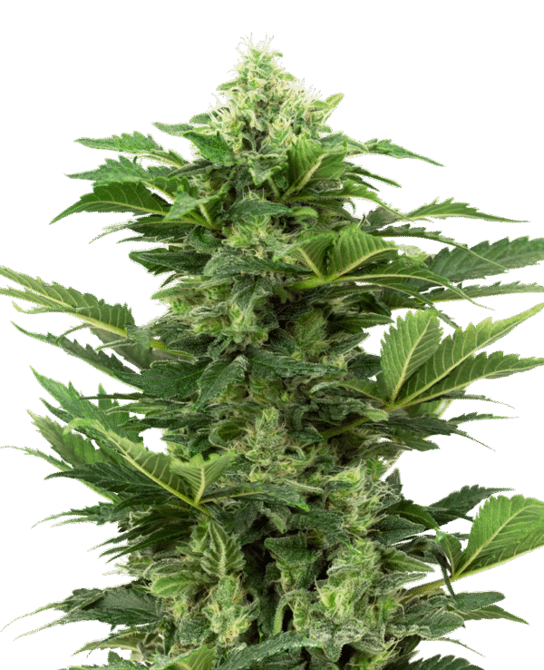 Sensi Seeds Research - Afghan Pearl CBD Automatic