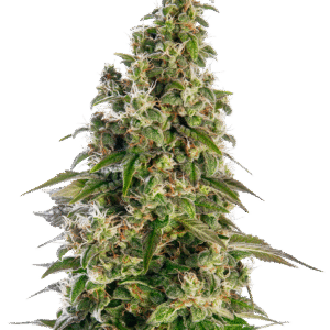 Sensi Seeds - Afghani #1 Automatic