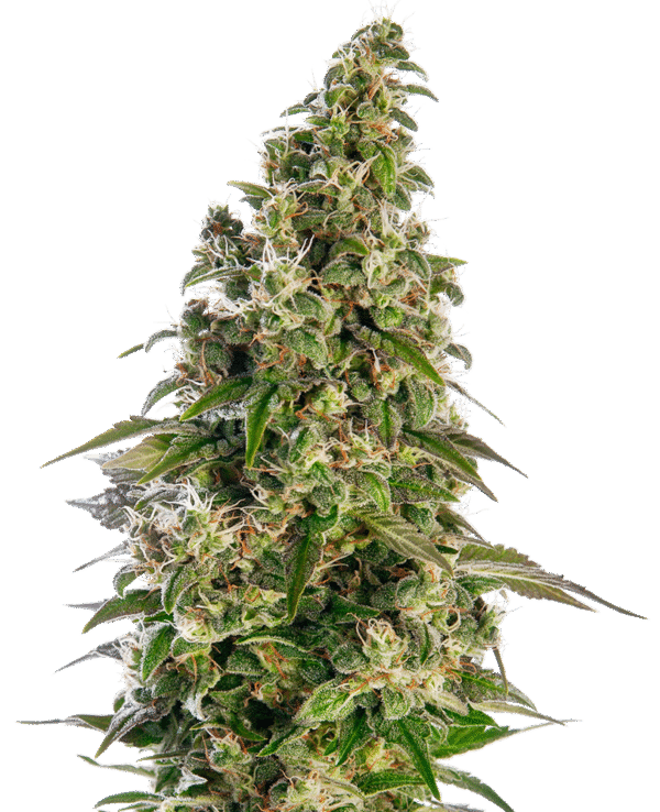 Sensi Seeds - Afghani #1 Automatic