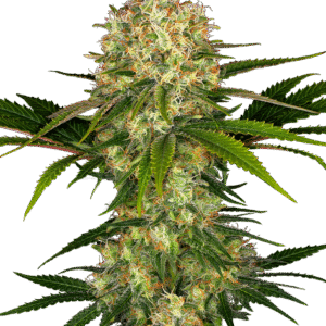 Sensi Seeds - Afghani #1 Feminized