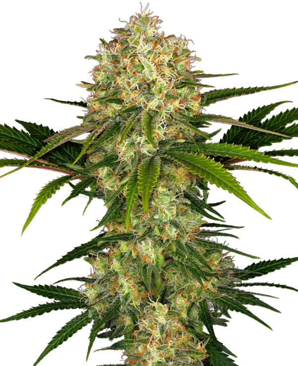 Sensi Seeds - Afghani #1 Feminized