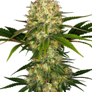 Sensi Seeds - Afghani #1® (Regular)