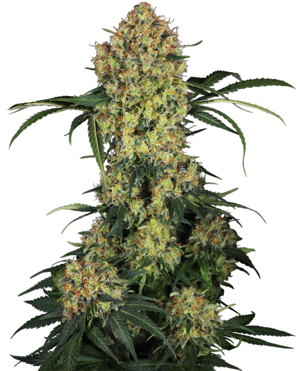 Sensi Seeds Research - Aloha OG Feminized
