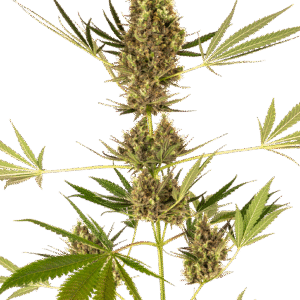 Sensi Seeds - Alpine Delight CBD Automatic