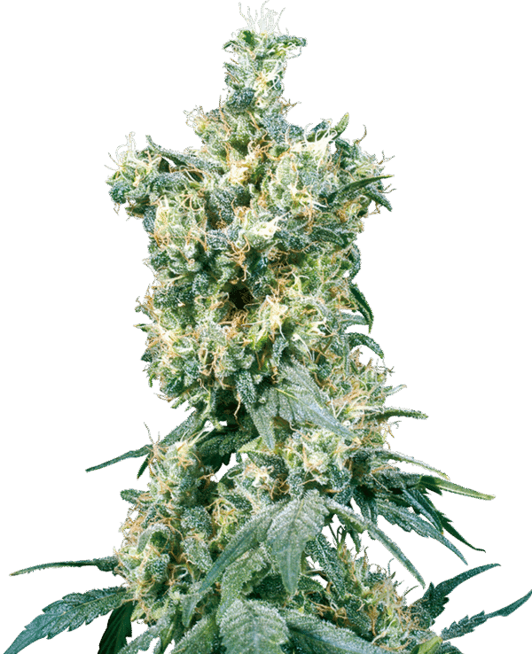 Sensi Seeds - American Dream® (Regular)