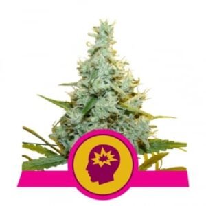 Royal Queen Seeds - AMG - Amnesia Mac Ganja