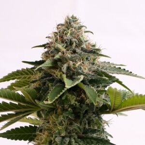 Kannabia - Amnesia Dream XL AUTO
