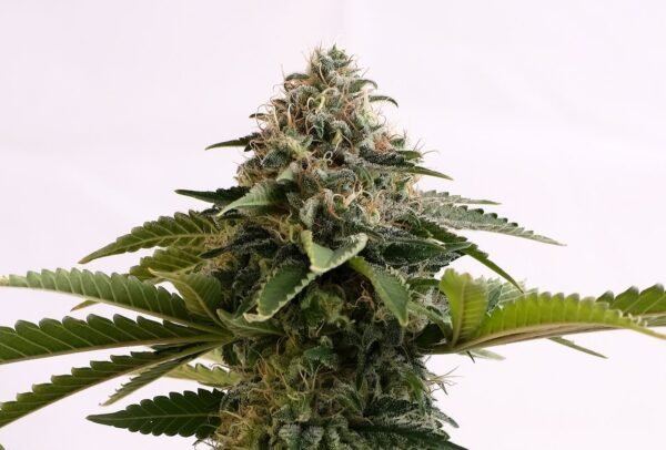 Kannabia - Amnesia Dream XL AUTO