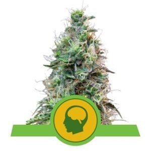 Royal Queen Seeds - Amnesia Haze Auto