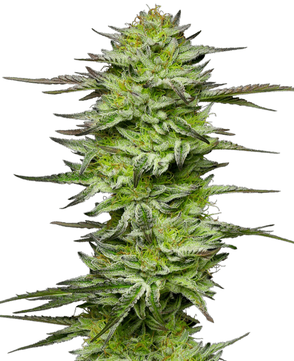 Sensi Breeding Grounds - Amnesia Jelly Automatic