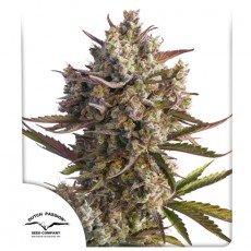 Dutch Passion - Auto Blueberry®
