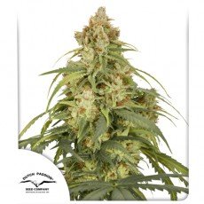 Dutch Passion - Auto CBD-Victory®