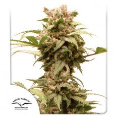 Dutch Passion - Auto CBG-Force®