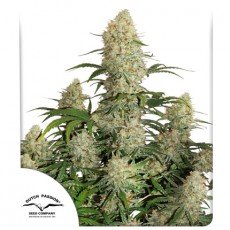 Dutch Passion - Auto Critical Orange Punch®