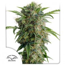 Dutch Passion - Auto Daiquiri Lime®