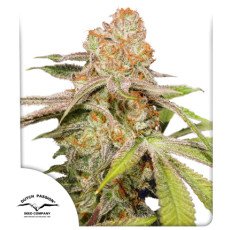 Dutch Passion - Auto MAC #1