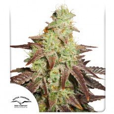 Dutch Passion - Auto Night Queen®