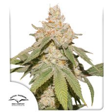 Dutch Passion - Auto SFV OG