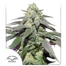 Dutch Passion - Auto Skywalker Haze®